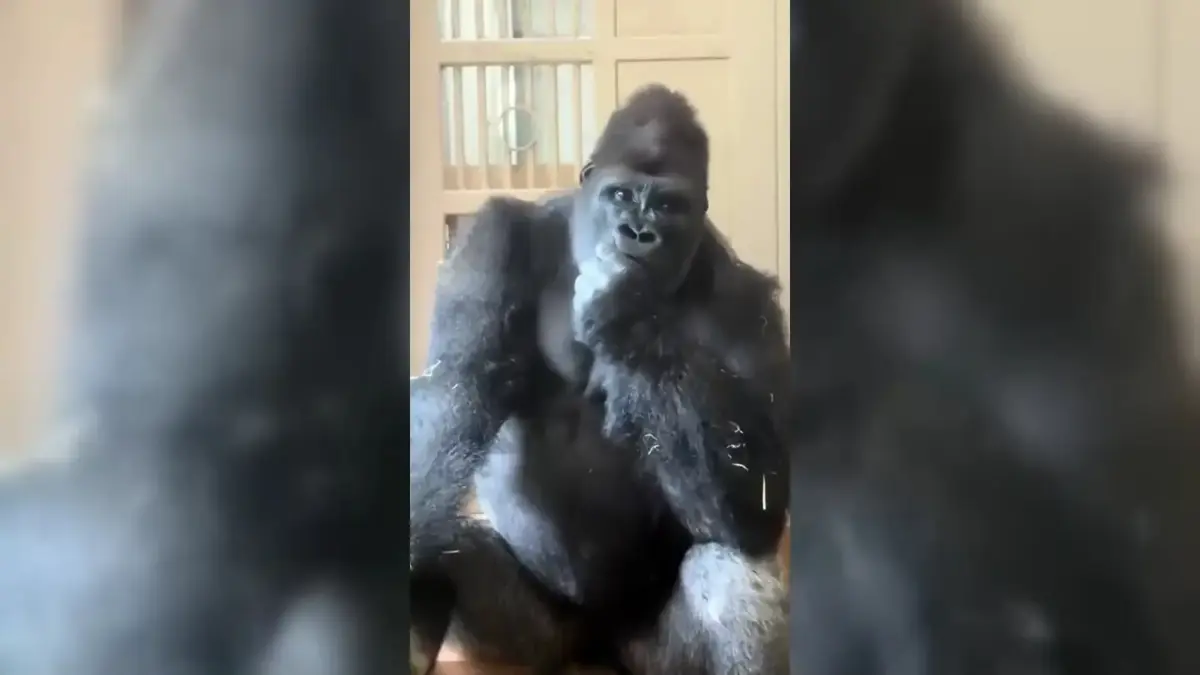 Eşiyle tartışan gorilin bu hali çok konuşuldu! Köşesine çekildi, düşüncelere daldı