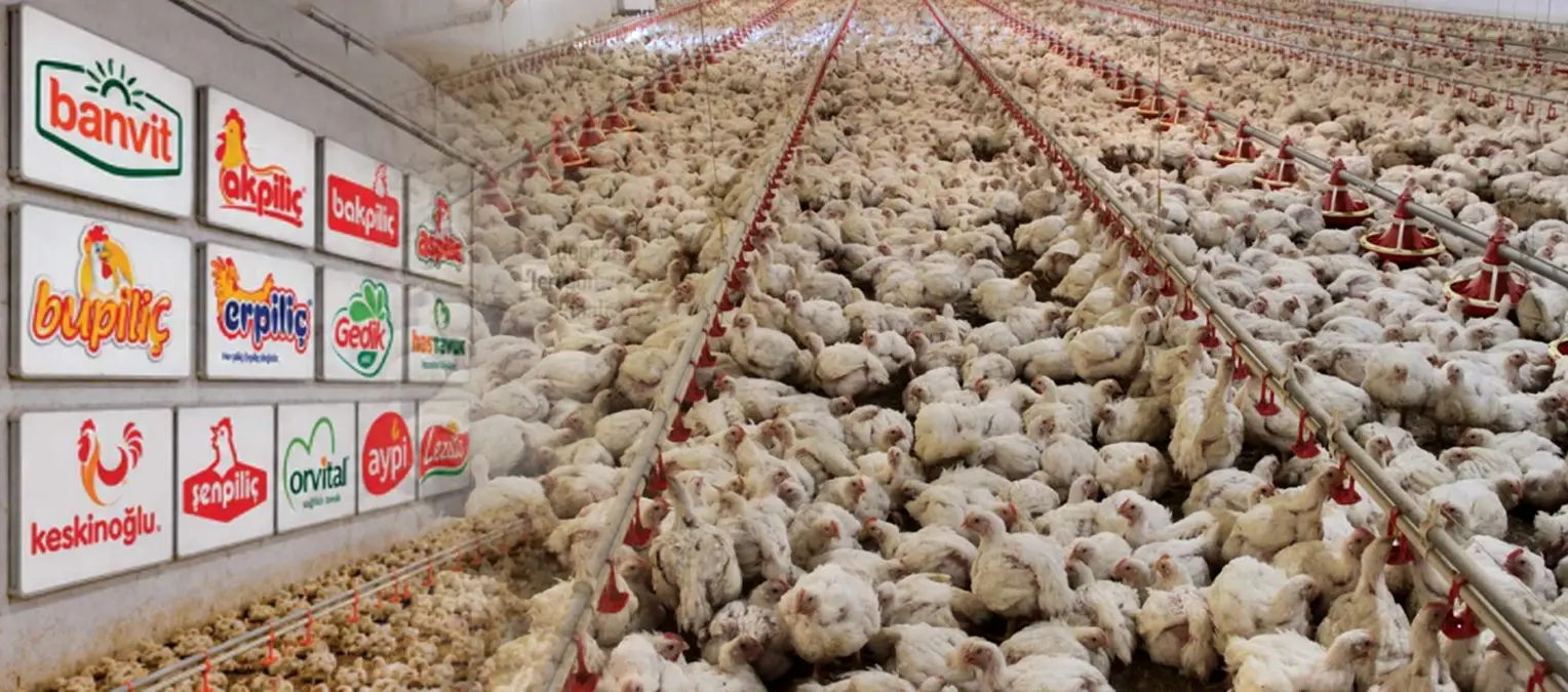 Fiyat tekeli müfettiş raporunda! Kanatlı vurgun bitti