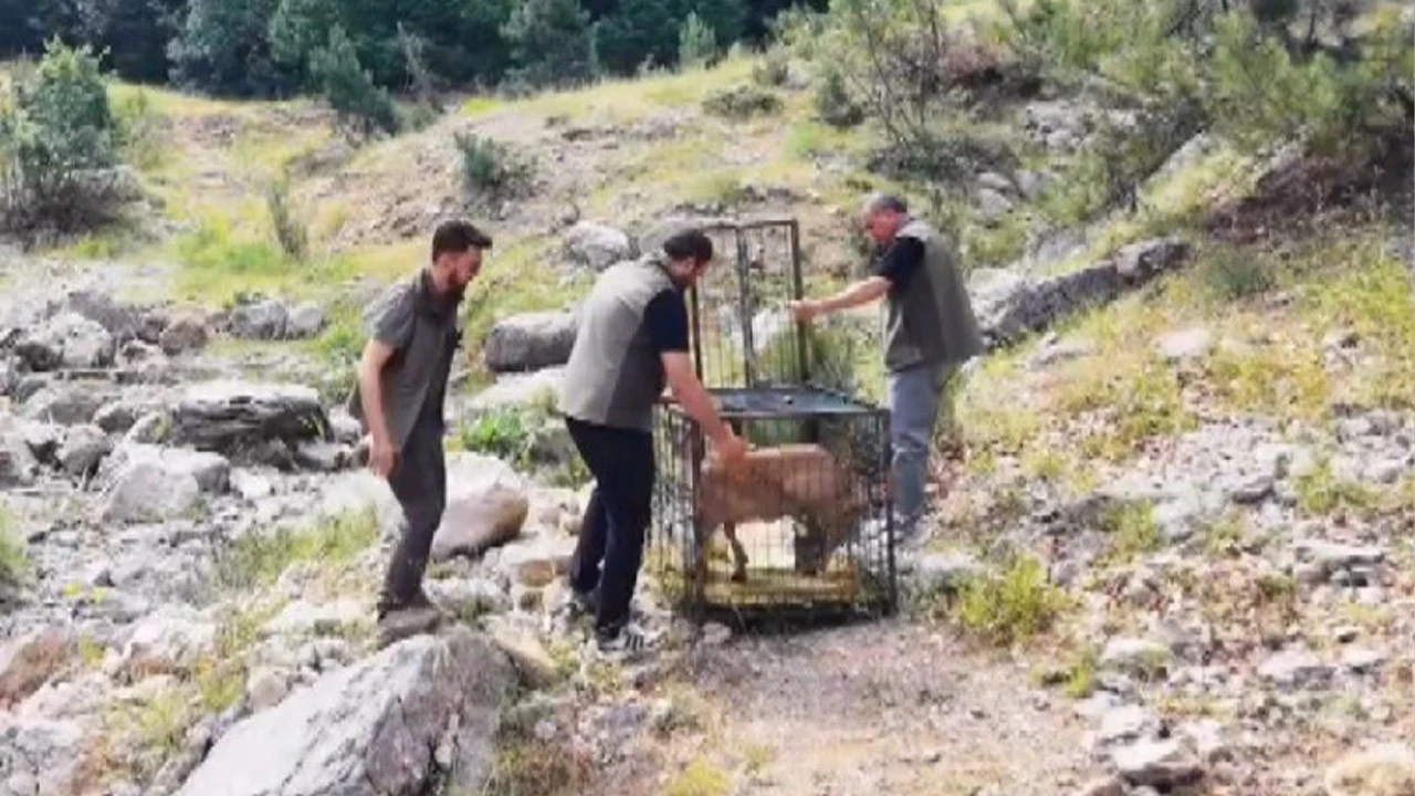 Ağır yaralı halde bulunmuştu! Yeniden doğaya salındı