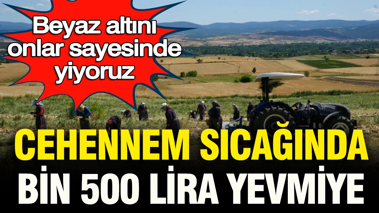 Cehennem sıcağında bin 500 lira yevmiye: Beyaz altını onlar sayesinde yiyoruz