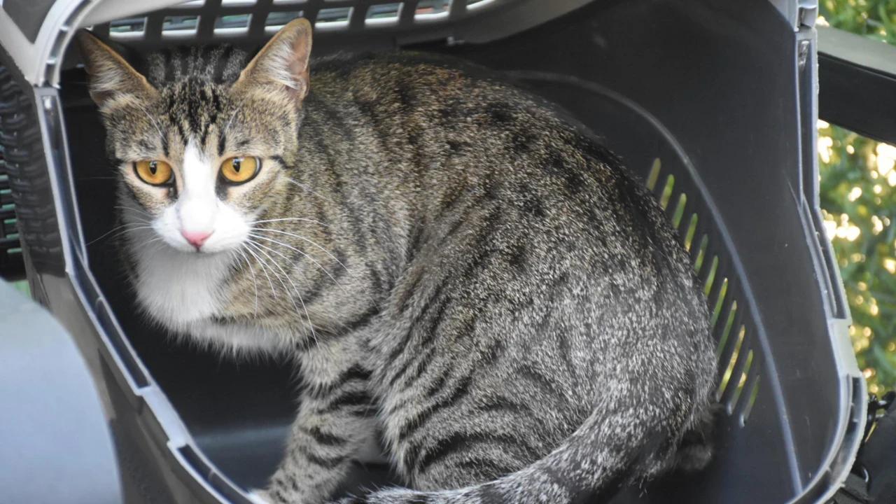 6 milyonda bir görülüyor: Erkek kedi doğum yaptı