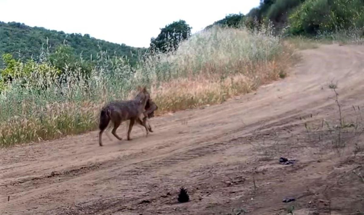 Karaca, kurt, porsuk ne ararsan var... Ağzında karaca taşırken görüntülendi