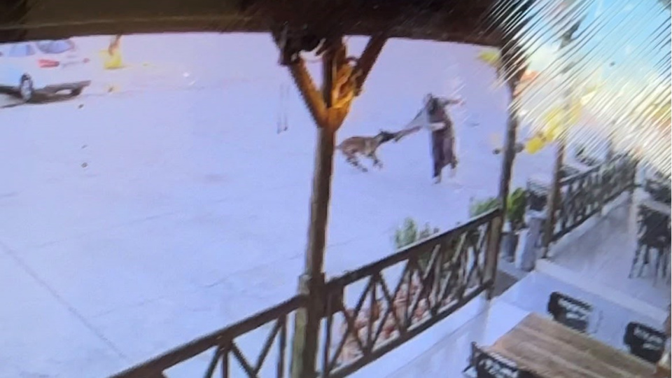 Dinlenme tesisinde dehşet! Köpek, saldırdığı kadının kolunu kopardı!