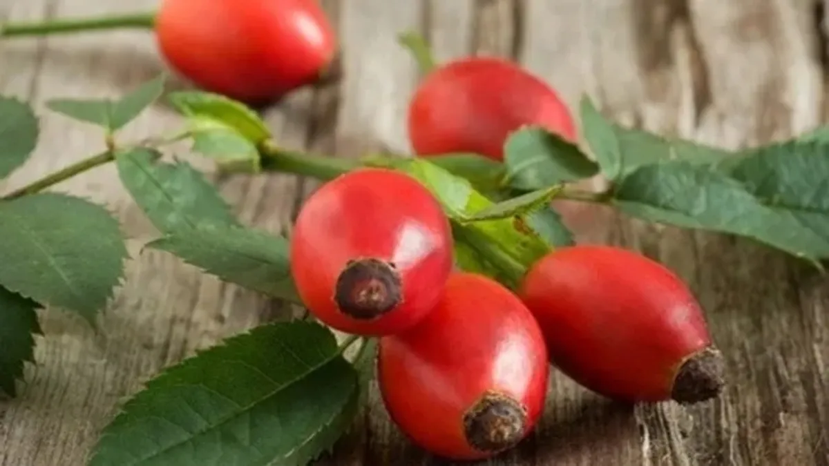 Meğer doğanın en güçlü kolajeniymiş! İşte doğal C vitamini deposu kuşburnunun faydaları...