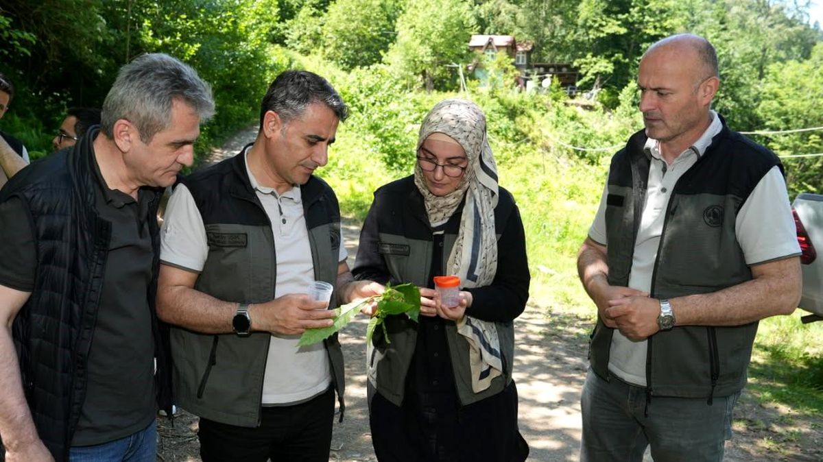 Kestane ormanlarını korumak için 5 bin samuray arısı doğaya salındı