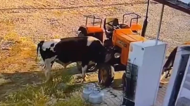 Tosun traktörü çalıştırıp barakaya çarptı