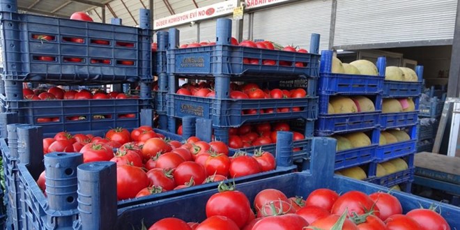 Sebze halindeki domatesin fiyatı 15 TL'ye düştü