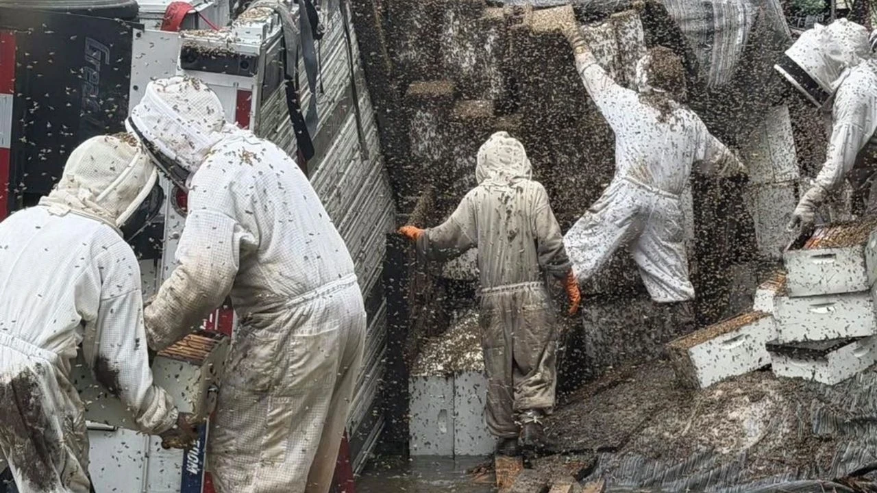 Kamyon devrildi, 2 milyon arı serbest kaldı