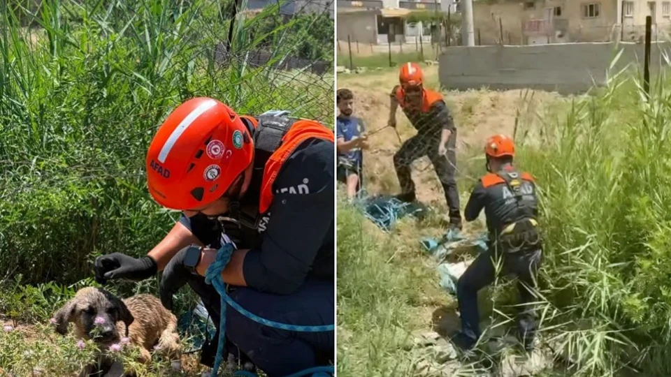 Siirt Baykan köpek kurtarma operasyonu: AFAD ekipleri kuyuya indi