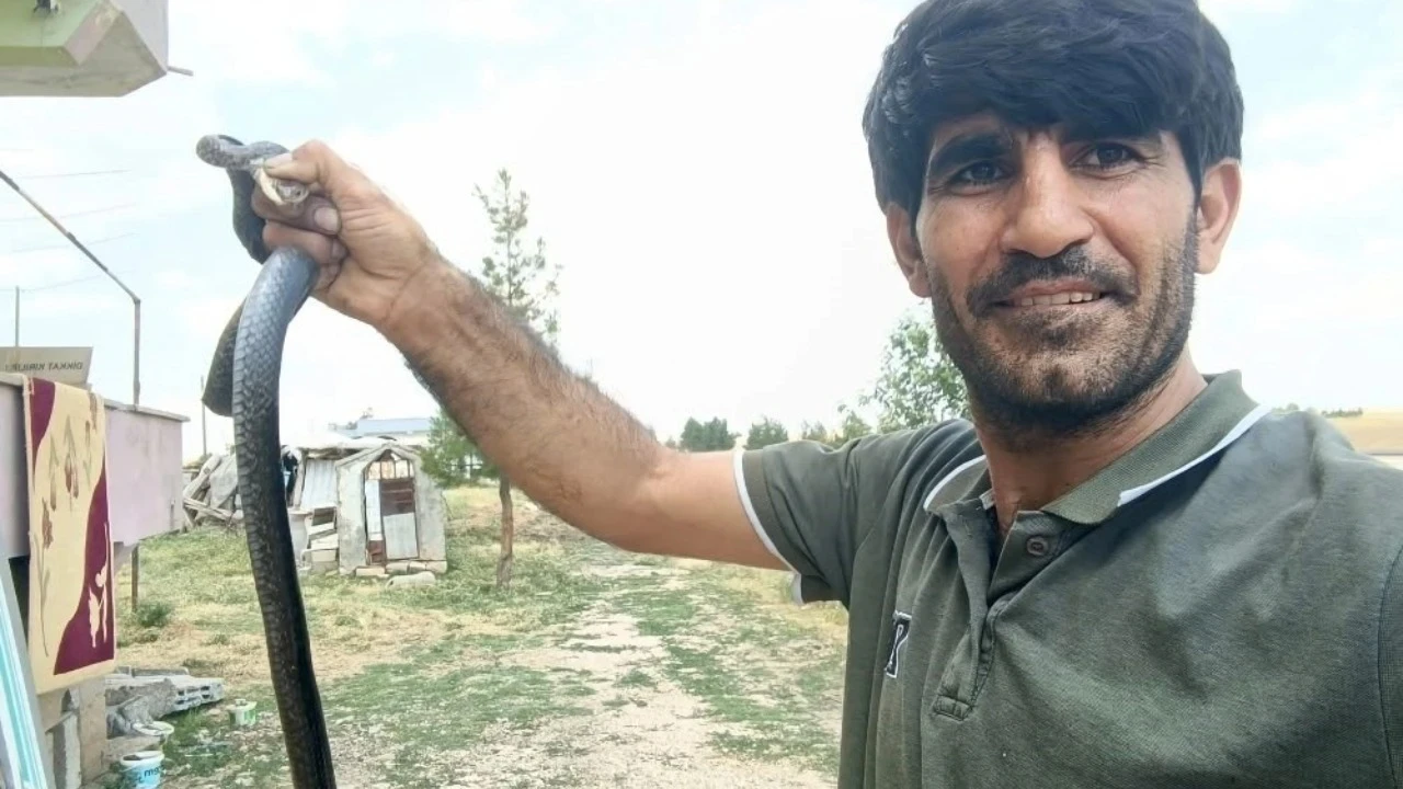 Korkusuz müdahale: Yılanı elleriyle yakaladı