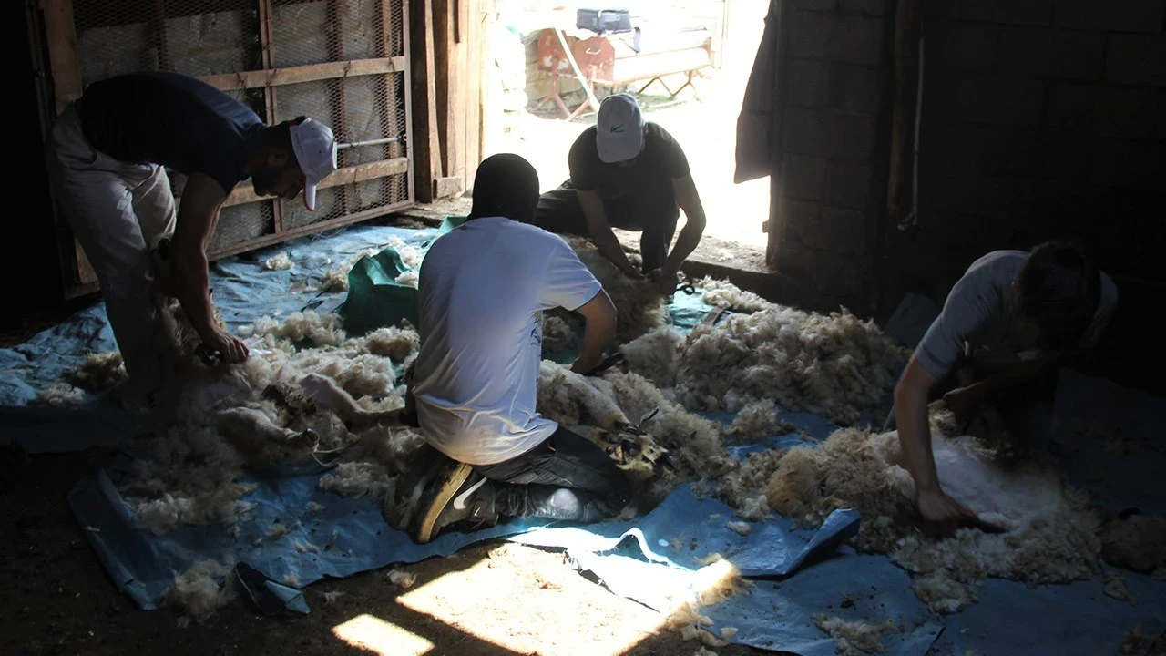 Erzincan’da koyunları bu işlemden geçirecekler! Günlüğü 3.000 TL'ye kadar var