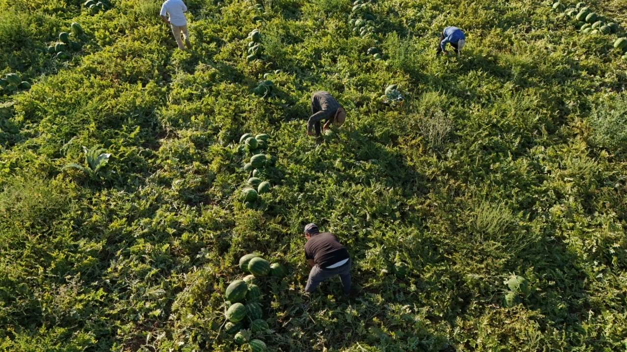 Alabilmek için sıraya giriyorlar: Tarlada kilosu 15, pazarda 30 TL