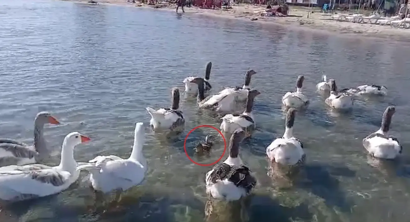 Şartlı tahliye edilmişlerdi! Erdek'in ünlü kazları bu kez yürekleri ısıttı