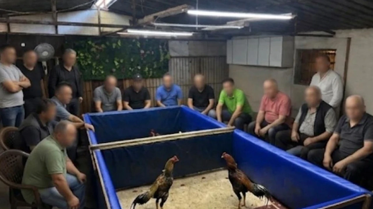 İzmir’de horoz dövüşü operasyonu: Çiftlik mühürlendi, 130 bin lira ceza kesildi