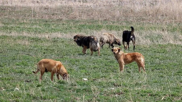 Ankara Valisi Canbolat açıkladı! 52 bin sahipsiz sokak hayvanı toplandı