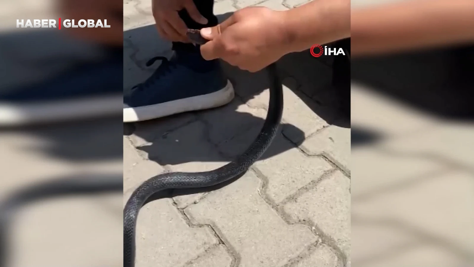 Eliyle yakaladığı yılan bacağını ısırdı: O anlar kamerada