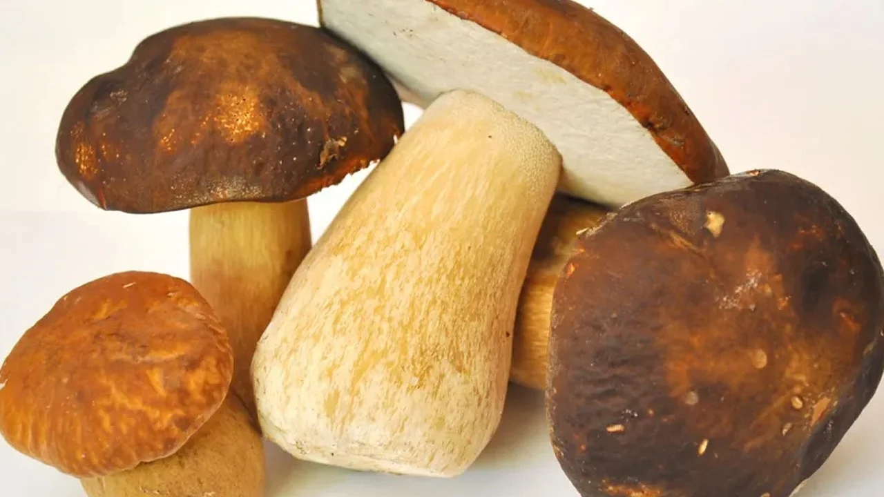 Büyük çoğunluk onu ayı mantarı olarak arıyor: Porcini Mantarı nerede yetişiyor? Hakkında neler biliniyor?