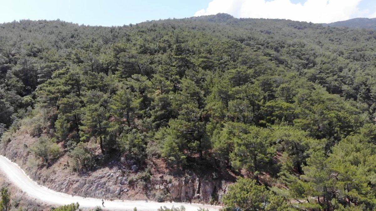 Balıkesir'de ormanlık alanlara girişler o tarihe kadar yasaklandı
