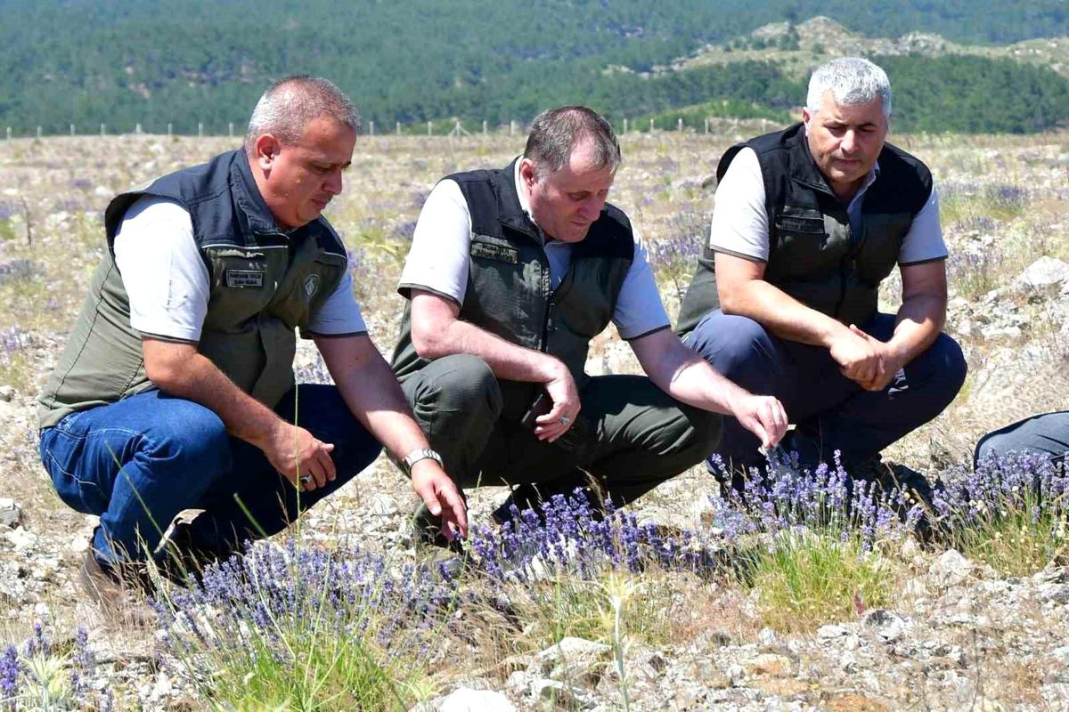 Edremit'te eski maden sahası lavanta kokulu bal ormanına dönüştü