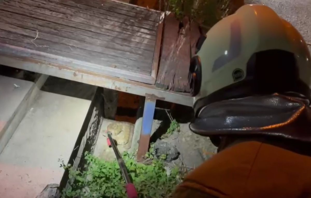Hatay'da evin bahçesine giren yılan, doğaya salındı