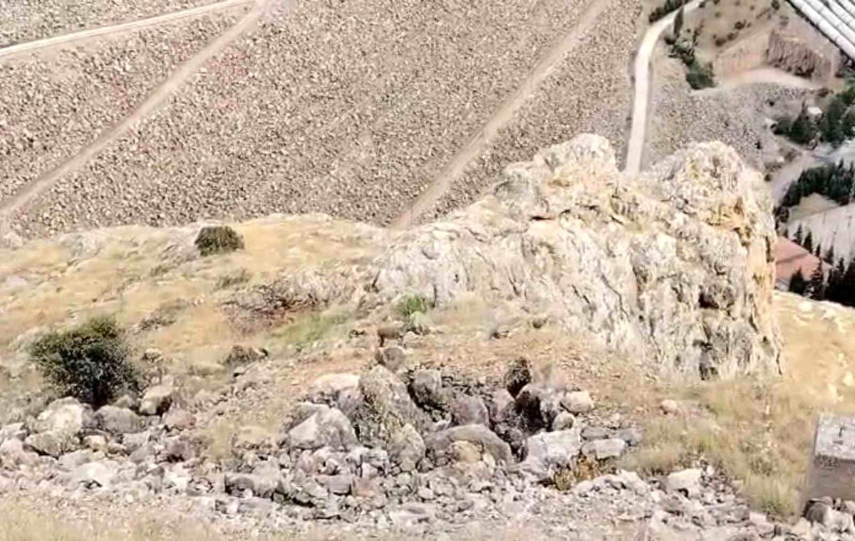 Keban'da dağ keçileri sürü halinde görüldü