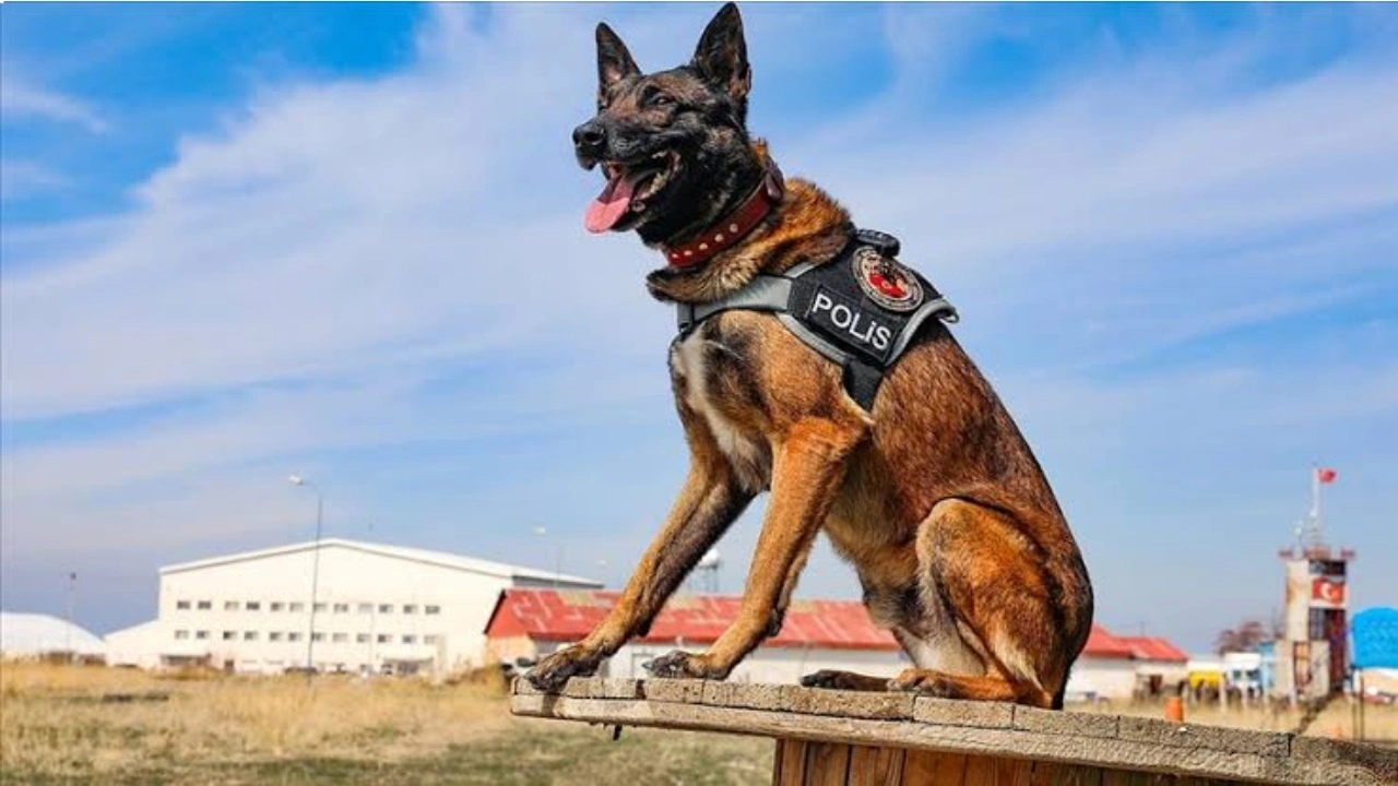 Narkotik köpekleri uyuşturucu deposunu patlattı 2 kişi tutuklandı