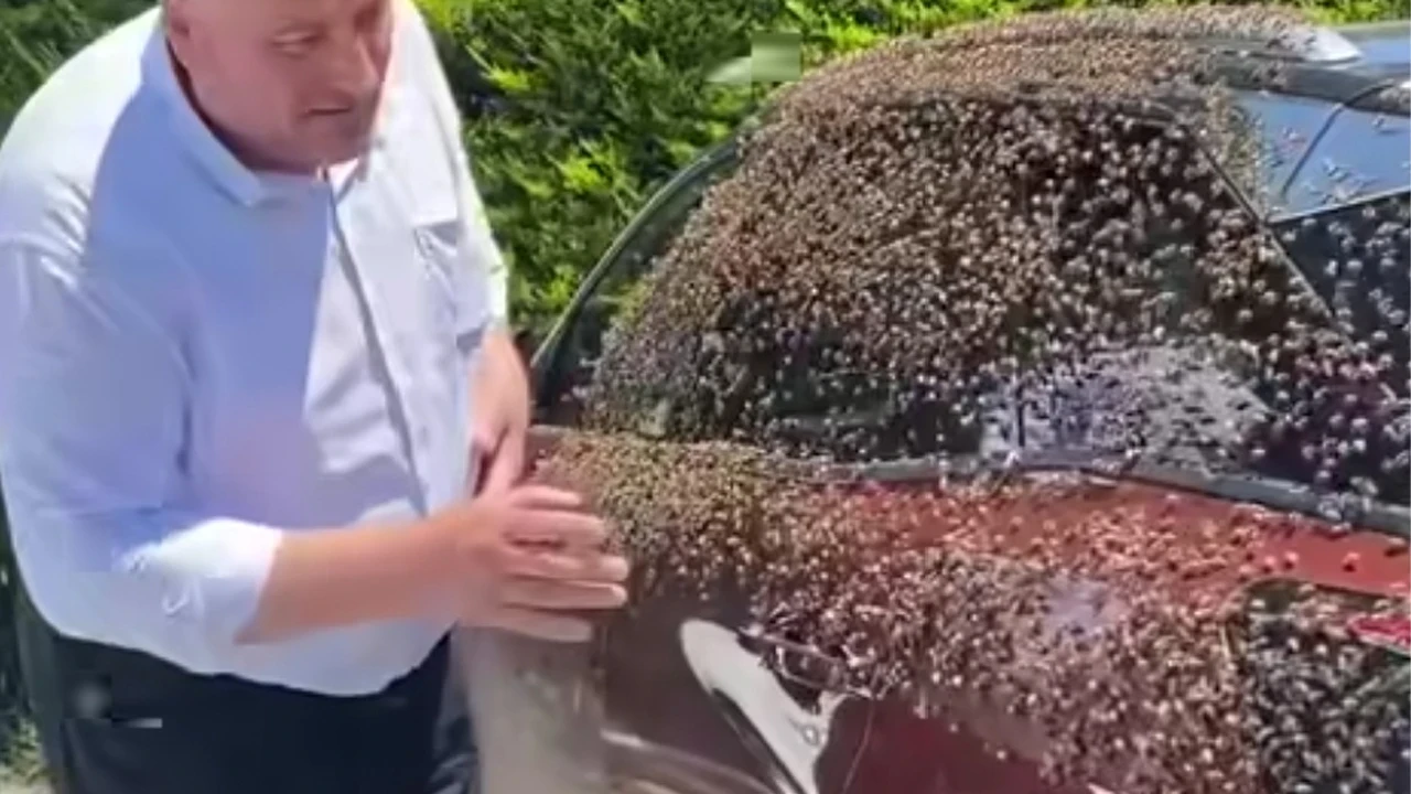 Ordu merkezde sıra dışı olay: Oğul veren binlerce arı otomobili kuşattı