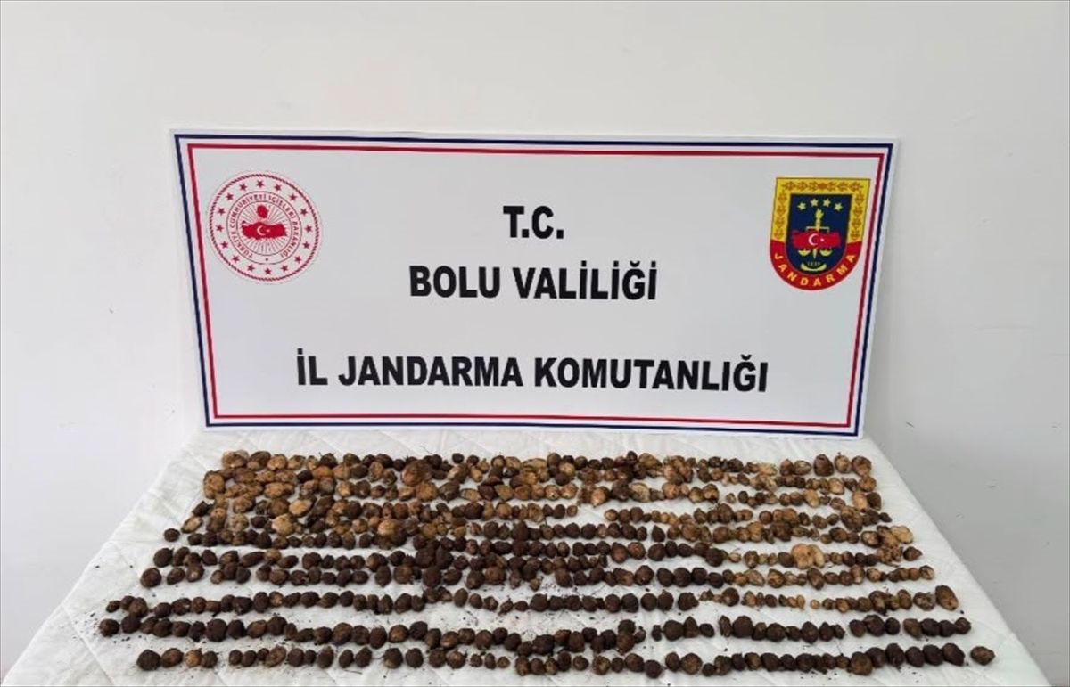 Bolu'da yabani salep toplayan 3 kişiye toplam 2 milyon lira ceza