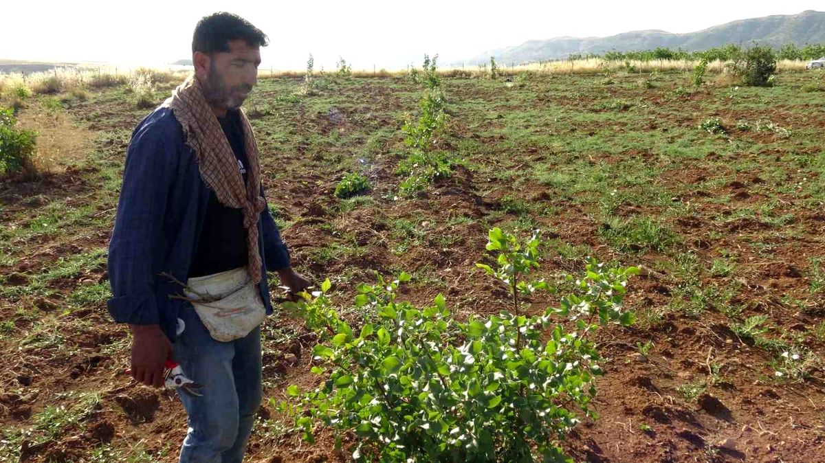 Gercüş'te fıstık aşılama mesaisi başladı