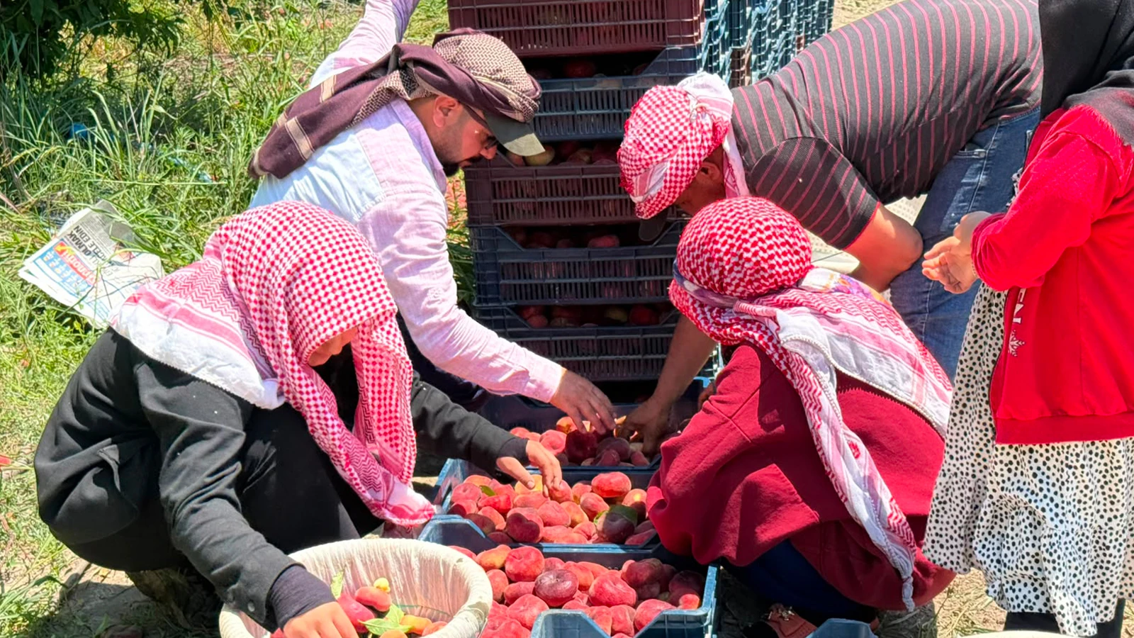 Hasat sürüyor: Bahçede 15, pazarda 60 TL