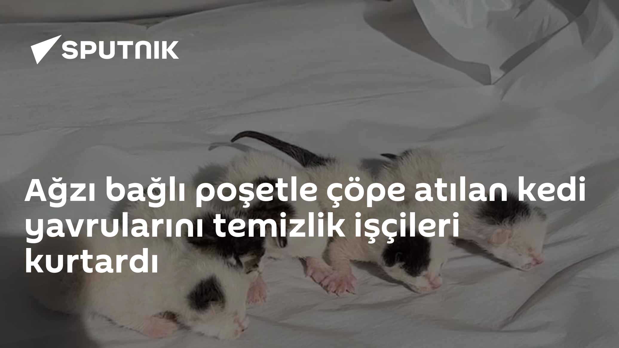 Ağzı bağlı poşetle çöpe atılan kedi yavrularını temizlik işçileri kurtardı
