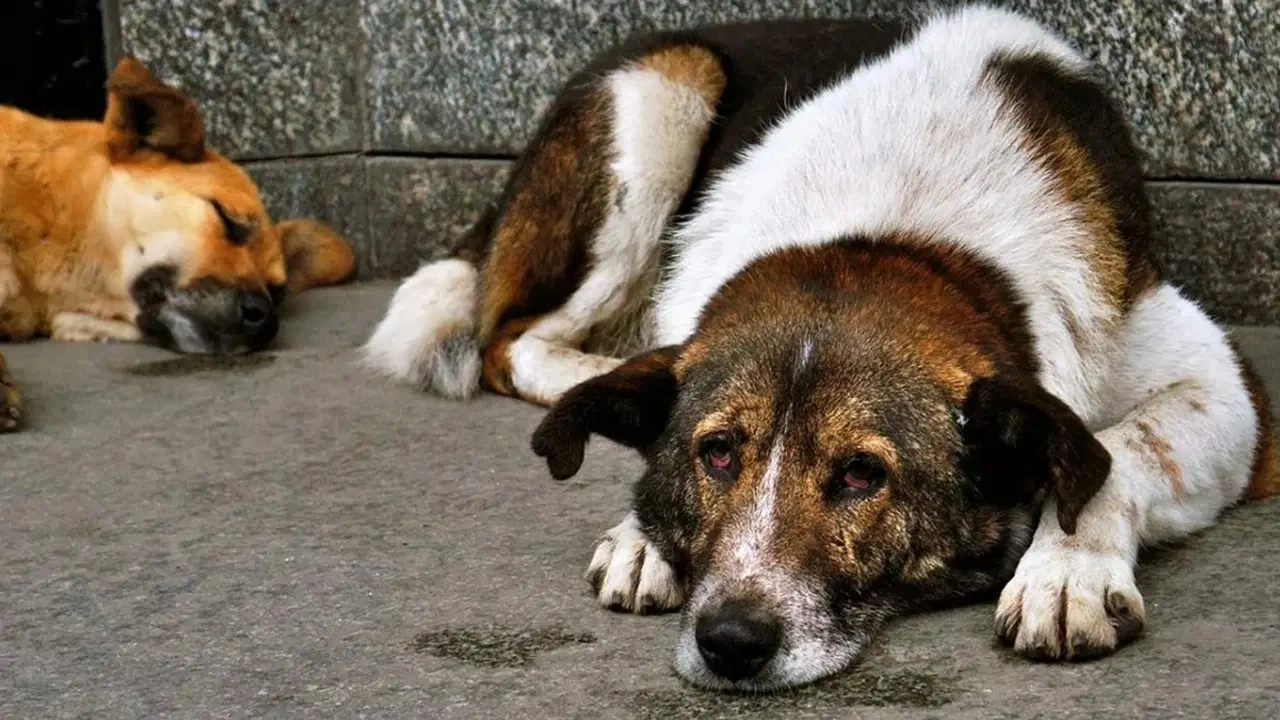 Emniyet'ten "NATO güzergahındaki köpekleri toplayın" talimatı