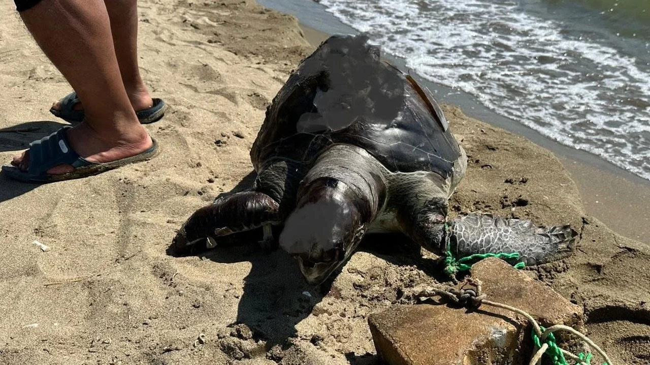 Aynı bölgede ikinci vahşet! Ayağına taş bağlanan deniz kaplumbağası ölü bulundu