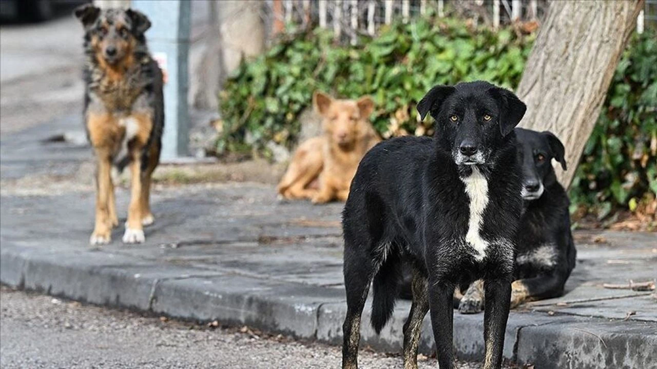 Kuduz vakası sonrası karantina uygulaması başladı