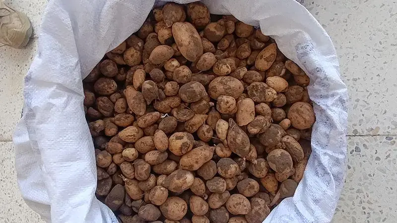 Bingöl’de izinsiz salep toplayan 4 kişi ile biyokaçakçılık yapan 2 kişiye 4 milyon lira ceza