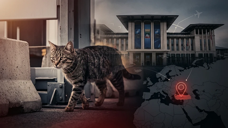 Güvenlik Duvarını Aşan Tek Davetli! NATO Zirvesine Sızan Kediler Gündem Oldu | GÜNDEM HABERLERİ