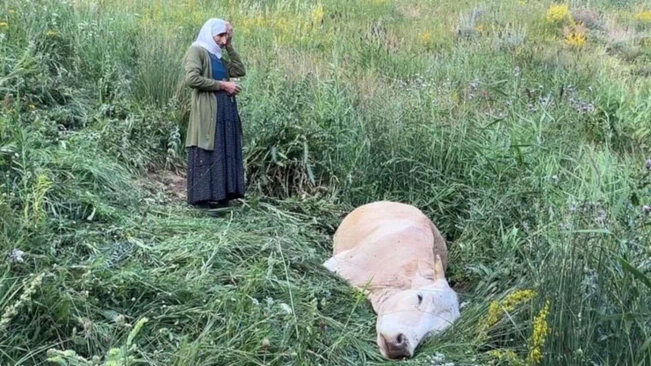 Hakkari'de uçurumdan düşerek telef olan ineğine sarılıp ağladı