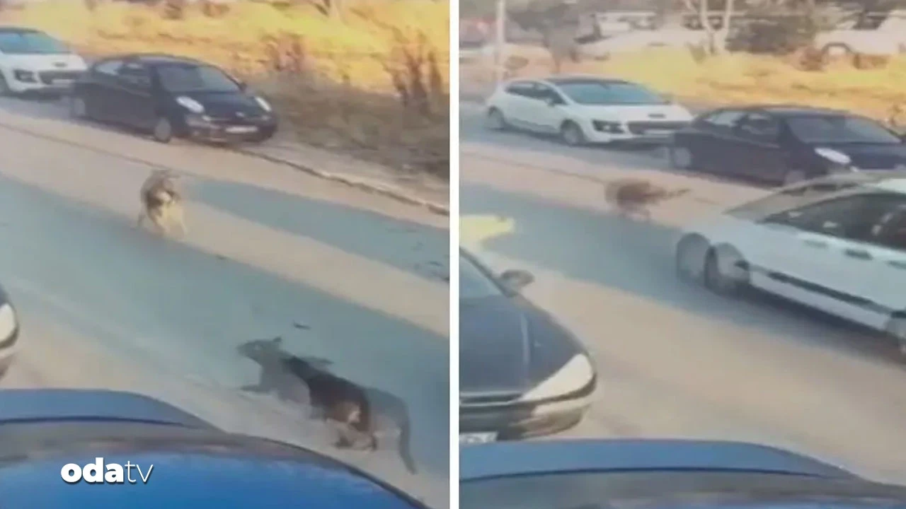 Sokak köpeklerinin üzerine sürdü: Tutuklandı