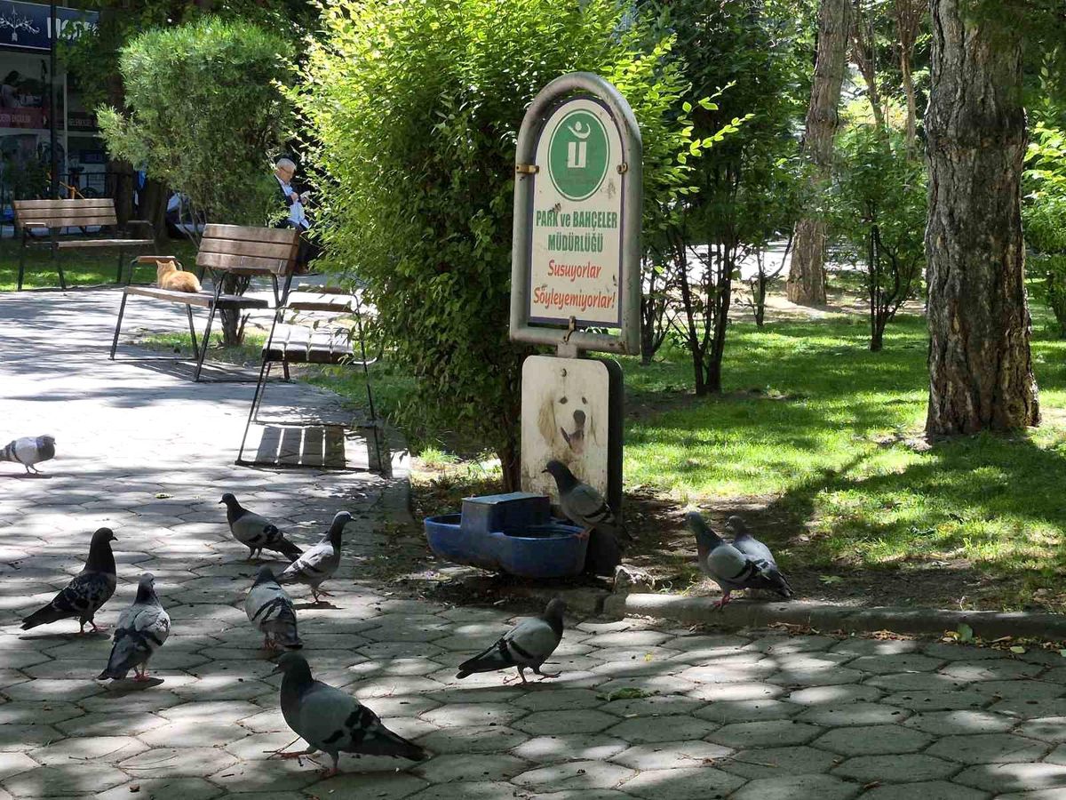 Susayan onlarca güvercin, köpekler için konulan suyu içti