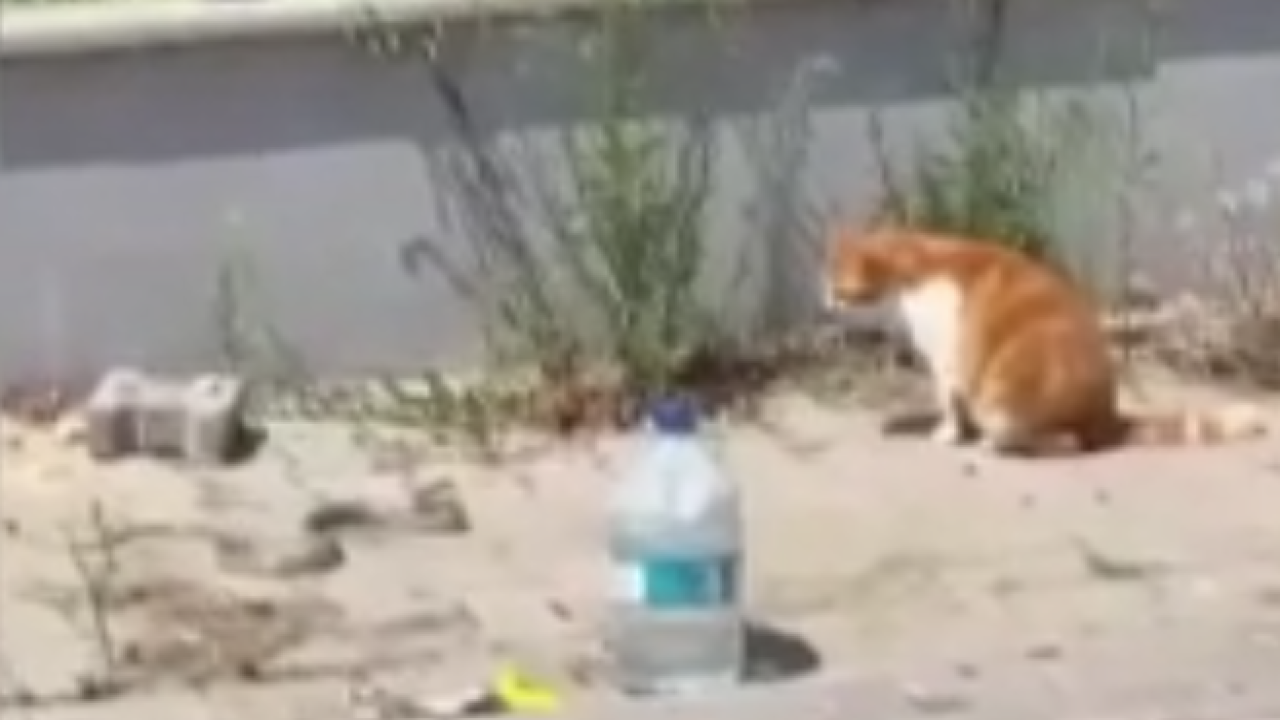 Tekirdağ'da ilginç olay! Kedi ile yılanın kavgası kamerada