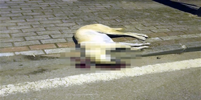 Oğlunu ısıran köpeği öldürmüştü: İstinaf beraat kararını bozdu