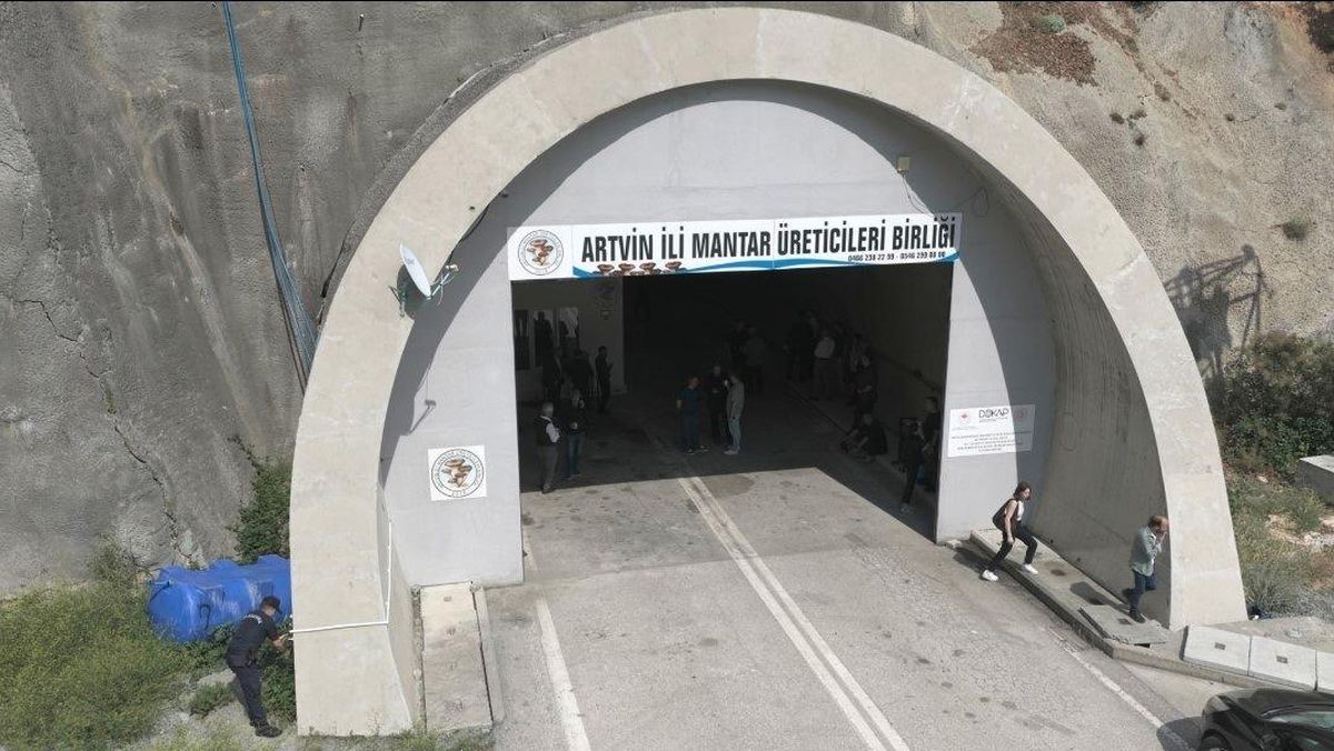Tünelde üretilen istiridye mantarının ilk hasadı gerçekleştirildi