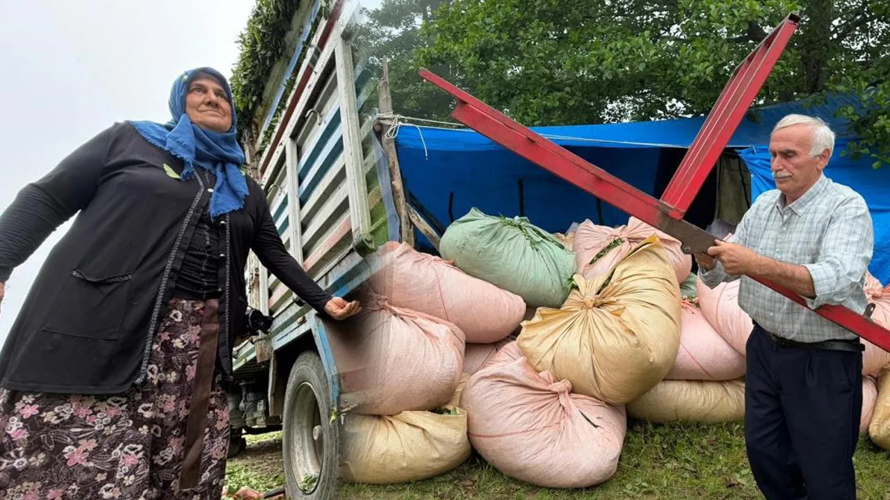 Karadeniz'de örneği yok! Muhtarın aklına gelen fikir yükleri hafifletti