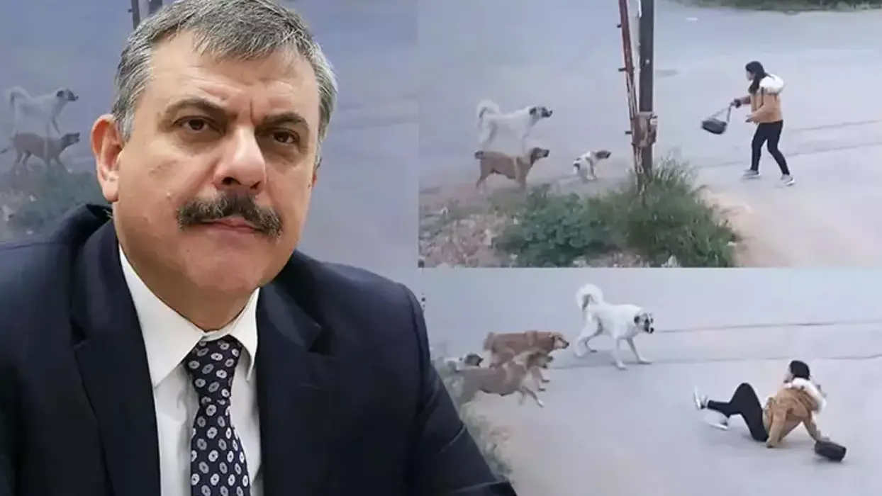 Erzurum modeli Türkiye'ye örnek oldu! Başıboş köpek sorununda dikkat çeken başarı