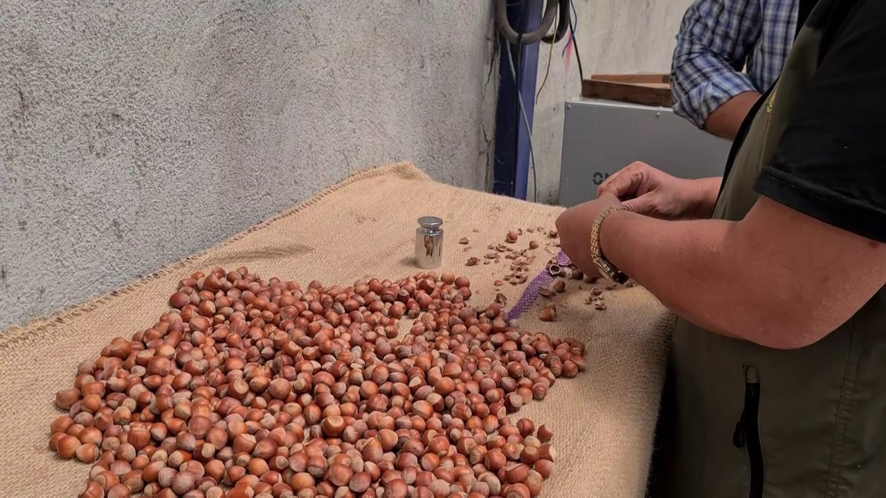 Hasat kapıda, gözler TMO'da! Fındık üreticisi yeni sezon fiyatını bekliyor