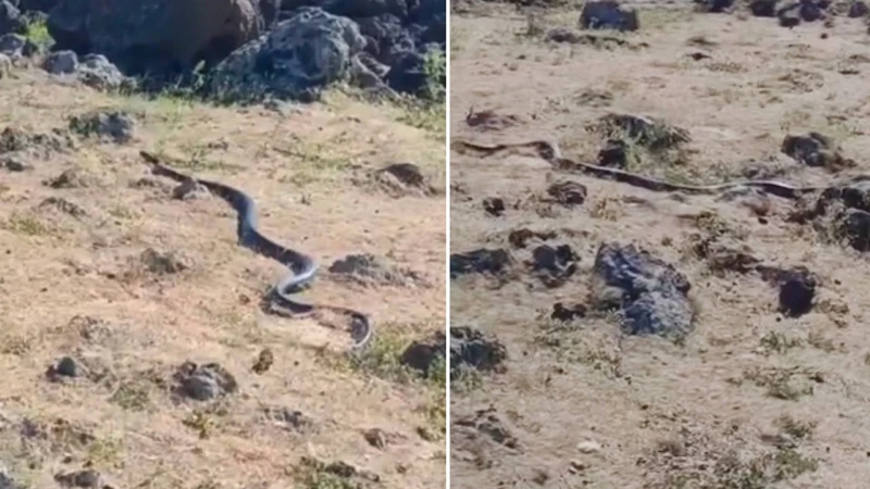 Arazide karşısına çıktı! Diyarbakır’da dev yılan paniği: Tam 3 metre uzunluğunda