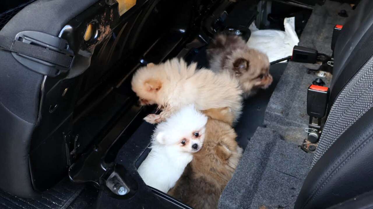 Kapıkule'den Türkiye'ye giriş yapan aracın koltuğunun altına gizlenen yavru köpekler bulundu