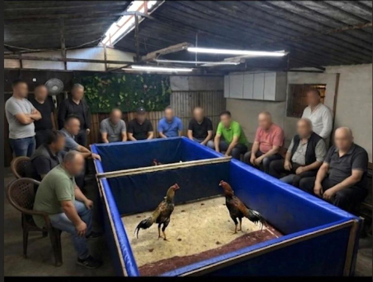 İzmir'de horoz dövüşü operasyonu: Çiftlik mühürlendi, 130 bin lira ceza kesildi