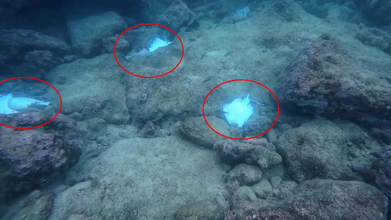 Antalya'da deniz dibinde korkutan görüntü! Hepsi ölmüş halde...