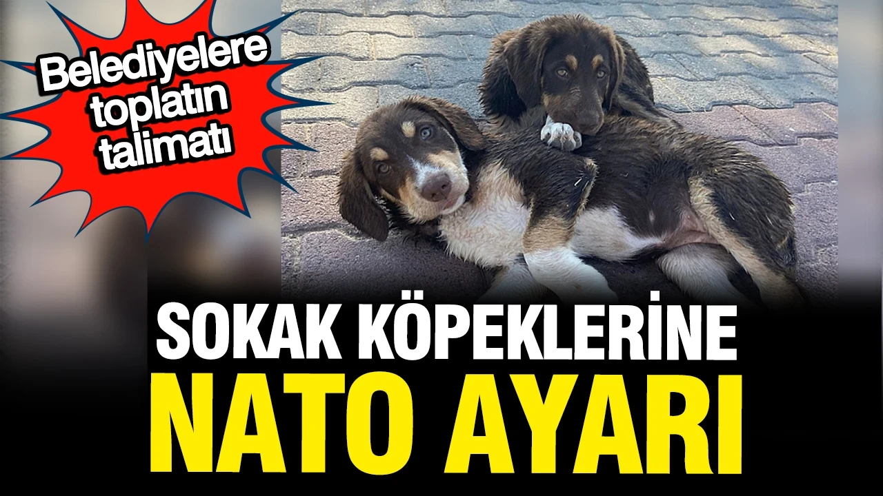 Ankara'da sokak köpeklerine NATO ayarı